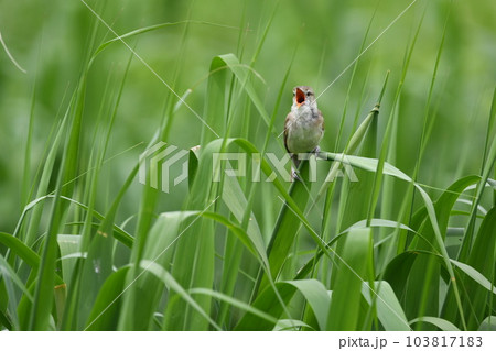 バードウォッチング夏鳥のオオヨシキリ バードウォッチング夏鳥のオオヨシキリ 103817183