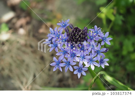 シラーベルビアナの花を俯瞰 103817374
