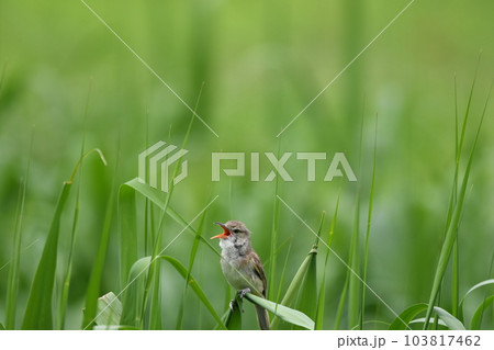 バードウォッチング夏鳥のオオヨシキリ 103817462