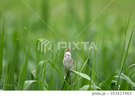 バードウォッチング夏鳥のオオヨシキリ バードウォッチング夏鳥のオオヨシキリ 103817463