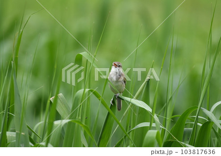 バードウォッチング夏鳥のオオヨシキリ 103817636
