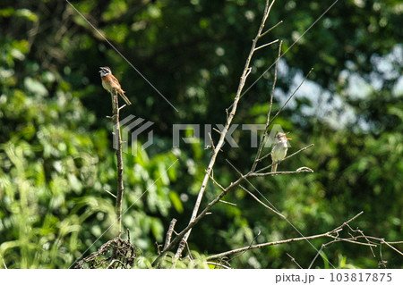 野鳥の2ショット 野鳥の2ショット 103817875