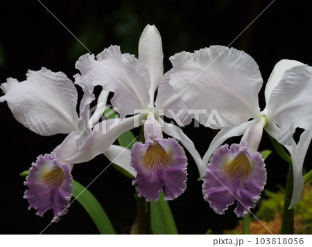 カトレア・トリアナエ・セルレア　Cattleya trianaei f. coerulea 103818056