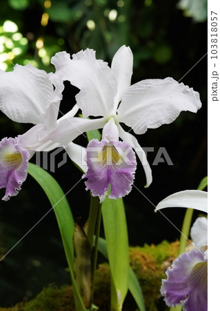 カトレア・トリアナエ・セルレア　Cattleya trianaei f. coerulea 103818057