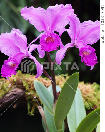 カトレア・トリアナエ・ルブラ　Cattleya trianaei  f. rubra 103818090