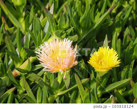 バクヤギクのある風景 103818124