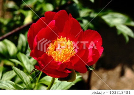 富岡しゃくやく園の美しい赤の花弁と黄色の蕊 103818481