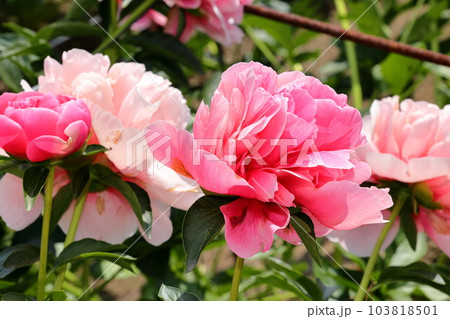 富岡しゃくやく園のピンクのシャクヤク 103818501