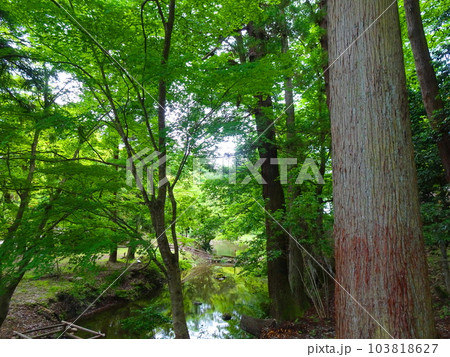 成相寺の池 成相寺の池 103818627
