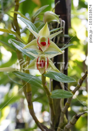 デンドロビウム・クルエンツム　Dendrobium cruentum　デンドロビウムの原種 103818674