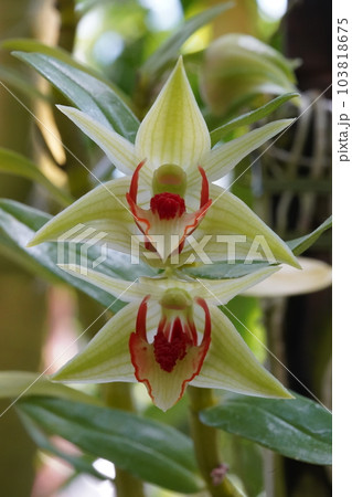 デンドロビウム・クルエンツム　Dendrobium cruentum　デンドロビウムの原種 103818675