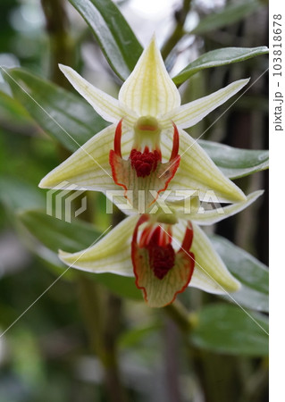 デンドロビウム・クルエンツム Dendrobium cruentum デンドロビウムの原種 デンドロビウム・クルエンツム Dendrobium cruentum デンドロビウムの原種 103818678