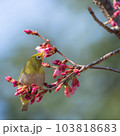 つぼみのついた桜の木に止まっているメジロ 103818683