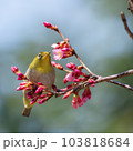 つぼみのついた桜の蜜を吸うメジロ 103818684