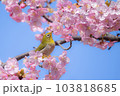 満開の桜の枝に止まっているメジロ2 103818685