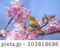 満開の桜の枝に止まっているメジロ1 103818686