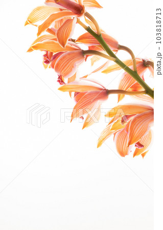 白背景で撮影したシンビジウム【オレンジの花】 白背景で撮影したシンビジウム【オレンジの花】 103818713