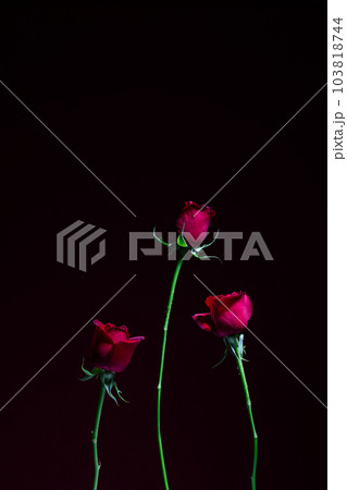 赤背景で撮影した薔薇 バラ 赤背景で撮影した薔薇 バラ 103818744