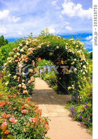 薔薇のドーム（縦） 103818750