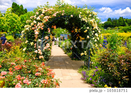 バラのドーム 103818751