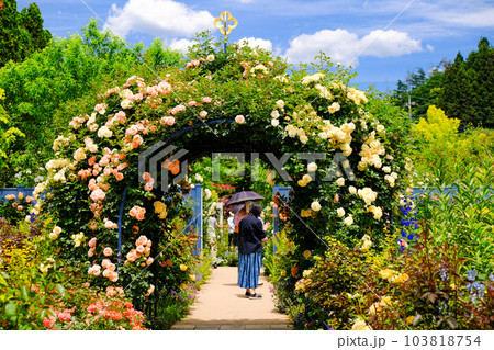 満開のパーゴラ 103818754