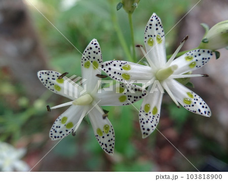 アケボノソウ(曙草)の花 アケボノソウ(曙草)の花 103818900
