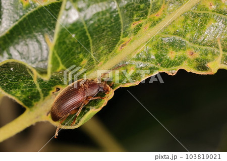 生き物　昆虫　クリイロクチキムシ、六月の雑木林。傷んだクヌギの葉にじっと隠れています 103819021
