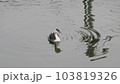 早朝の川で優雅に泳ぐ水鳥の幼鳥 103819326