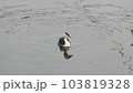 早朝の川で優雅に泳ぐ水鳥の幼鳥 103819328