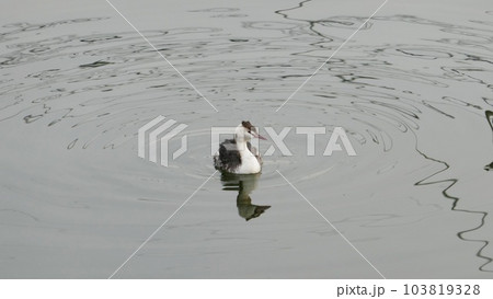 早朝の川で優雅に泳ぐ水鳥の幼鳥 早朝の川で優雅に泳ぐ水鳥の幼鳥 103819328