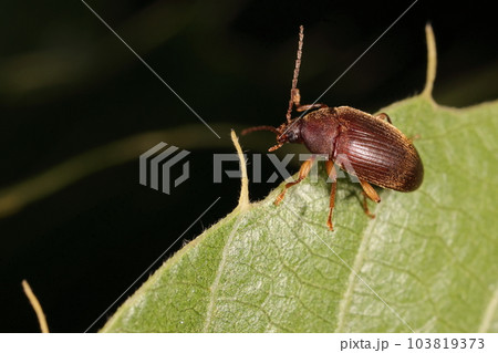 生き物 昆虫 クリイロクチキムシ、茶色の体に黄色い産毛。艶消しの体、特徴らしい特徴がないかな? 生き物 昆虫 クリイロクチキムシ、茶色の体に黄色い産毛。艶消しの体、特徴らしい特徴がないかな? 103819373