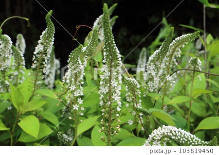 オカトラノオ 103819450