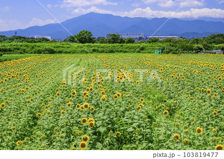 青空の向日葵畑 103819477