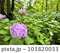 梅雨時期の緑の中の紫陽花：美しい日本の自然 103820033