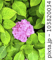 梅雨時期の緑の中の紫陽花：美しい日本の自然 103820034