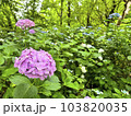 梅雨時期の緑の中の紫陽花：美しい日本の自然 103820035
