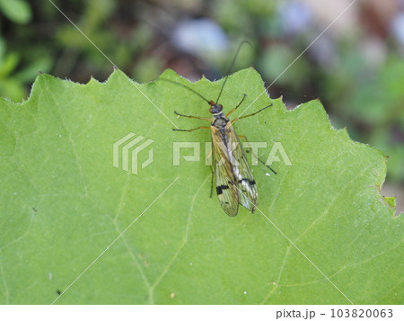 葉の上にいるホソオビトゲシリアゲ 103820063