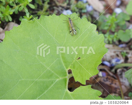 葉の上にいるホソオビトゲシリアゲ 103820064