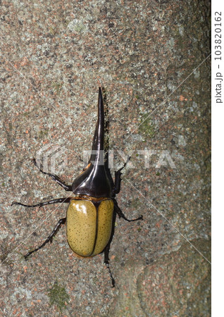 ヘラクレスオオカブトのヘラクレスヘラクレス樹木の上で ヘラクレスオオカブトのヘラクレスヘラクレス樹木の上で 103820162