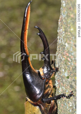 ヘラクレスオオカブトのヘラクレスヘラクレス樹木の上で 103820166