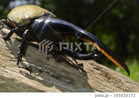 ヘラクレスオオカブトのヘラクレスヘラクレス樹木の上で 103820172