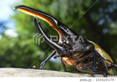 ヘラクレスオオカブトのヘラクレスヘラクレス樹木の上で ヘラクレスオオカブトのヘラクレスヘラクレス樹木の上で 103820174
