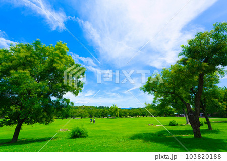 【大阪府】7月・青空と緑の万博記念公園 103820188