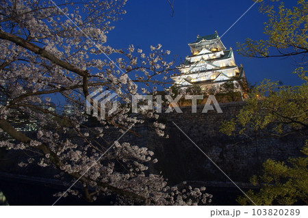 大阪城観桜ナイター 西の丸庭園 大阪城観桜ナイター 西の丸庭園 103820289
