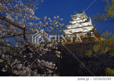 大阪城観桜ナイター　西の丸庭園 103820290
