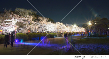 大阪城観桜ナイター 西の丸庭園 大阪城観桜ナイター 西の丸庭園 103820307