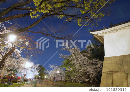 大阪城　多門櫓　夜桜 103820313