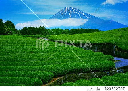 富士山と茶畑 103820767