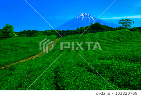 富士山と茶畑 103820769
