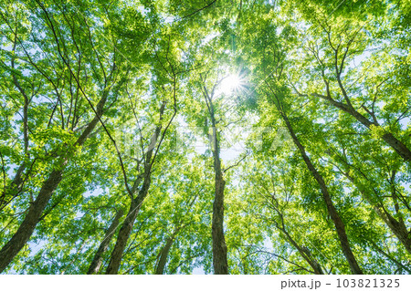 新緑・エコイメージ 103821325